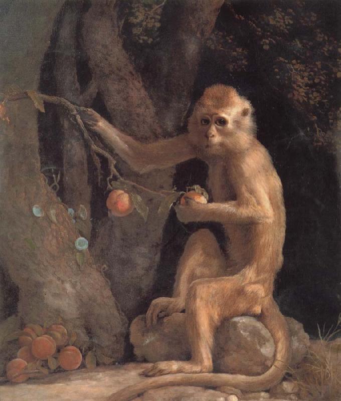 George Stubbs Monkey oil painting picture